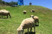 青青草原国产,绿色生态与和谐发展的奇迹之旅